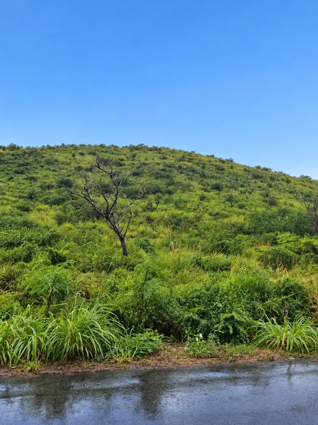 Portrait view of a grassy slope with a bare tree, seen from a wet road