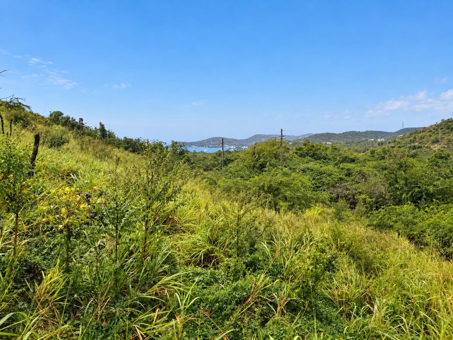 Tall grasses and shrubs on a slope, with distant hills under a blue sky