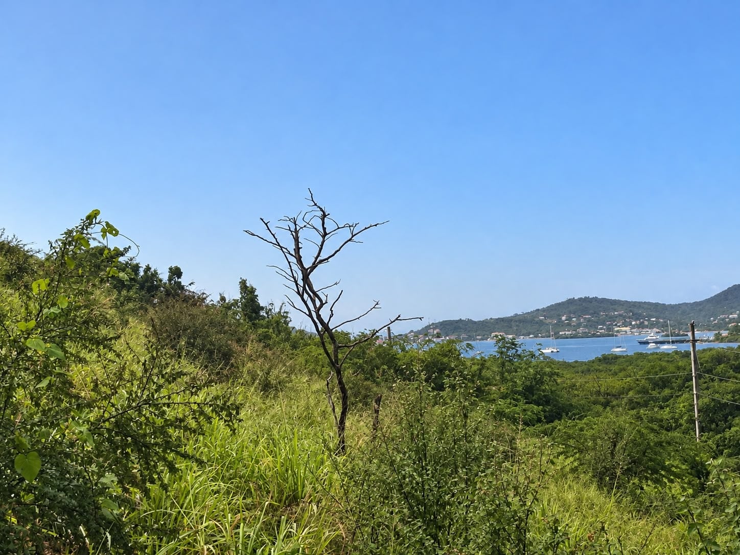 A grassy slope with a bare tree in the foreground, with the bay and hillside houses beyond